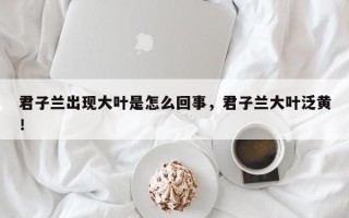 君子兰出现大叶是怎么回事，君子兰大叶泛黄！