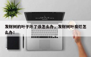 发财树的叶子坏了该怎么办，发财树叶腐烂怎么办！