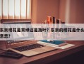 东京樱花是常绿还是落叶？东京的樱花是什么意思？
