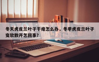 冬天虎皮兰叶子干瘪怎么办，冬季虎皮兰叶子变软散开怎回事？