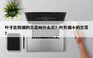 叶子比较细的兰花叫什么兰？叶片细小的兰花？