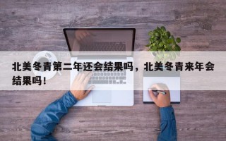 北美冬青第二年还会结果吗，北美冬青来年会结果吗！