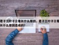君子兰叶子立着长什么原因，君子兰叶子立着长什么原因造成的？