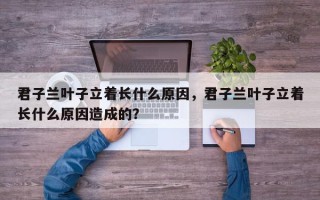 君子兰叶子立着长什么原因，君子兰叶子立着长什么原因造成的？