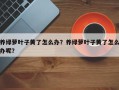 养绿萝叶子黄了怎么办？养绿萝叶子黄了怎么办呢？