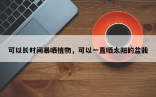 可以长时间暴晒植物，可以一直晒太阳的盆栽