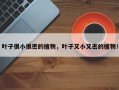 叶子很小很密的植物，叶子又小又密的植物！
