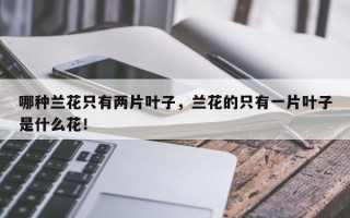 哪种兰花只有两片叶子，兰花的只有一片叶子是什么花！