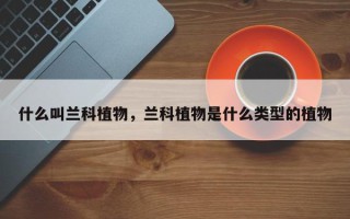 什么叫兰科植物，兰科植物是什么类型的植物
