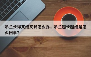 吊兰长得又细又长怎么办，吊兰越长越细是怎么回事？