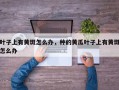 叶子上有黄斑怎么办，种的黄瓜叶子上有黄斑怎么办