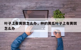 叶子上有黄斑怎么办，种的黄瓜叶子上有黄斑怎么办