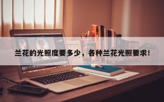 兰花的光照度要多少，各种兰花光照要求！