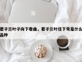君子兰叶子向下卷曲，君子兰叶往下弯是什么品种