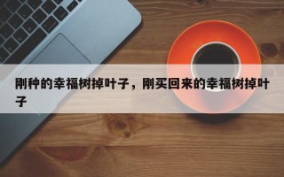 刚种的幸福树掉叶子，刚买回来的幸福树掉叶子