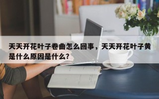 天天开花叶子卷曲怎么回事，天天开花叶子黄是什么原因是什么？