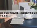印度榕掉叶子怎么回事，印度榕叶子发黄掉落什么原因！