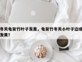 冬天龟背竹叶子发黑，龟背竹冬天小叶子边缘发黄？