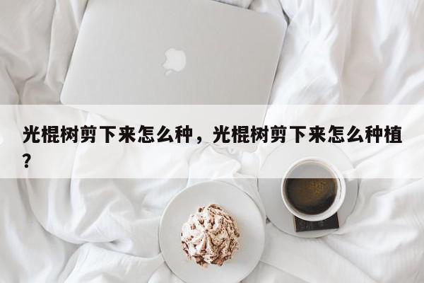 光棍树剪下来怎么种，光棍树剪下来怎么种植？-第1张图片-我家生活百科