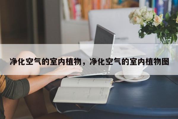 净化空气的室内植物，净化空气的室内植物图-第1张图片-我家生活百科