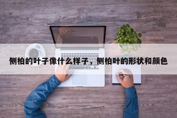 侧柏的叶子像什么样子，侧柏叶的形状和颜色-第1张图片-我家生活百科