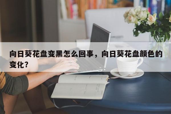 向日葵花盘变黑怎么回事，向日葵花盘颜色的变化？-第1张图片-我家生活百科
