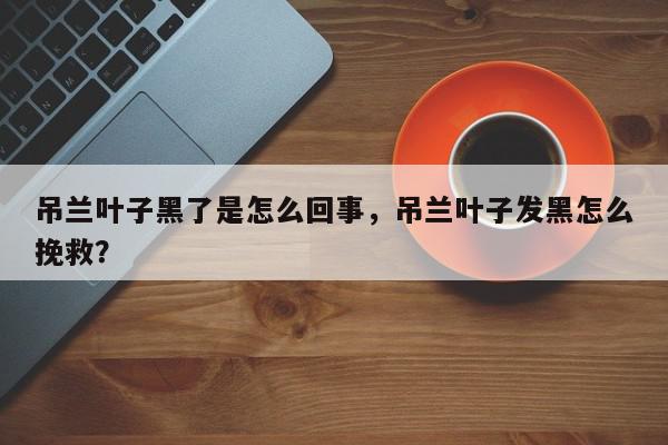 吊兰叶子黑了是怎么回事，吊兰叶子发黑怎么挽救？-第1张图片-我家生活百科