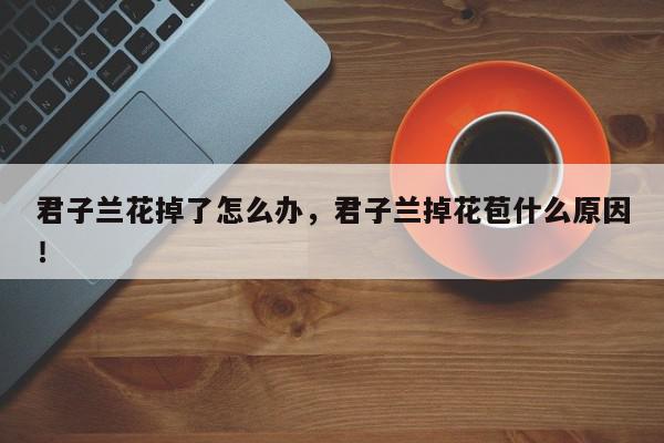 君子兰花掉了怎么办，君子兰掉花苞什么原因！-第1张图片-我家生活百科