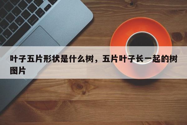 叶子五片形状是什么树，五片叶子长一起的树图片-第1张图片-我家生活百科