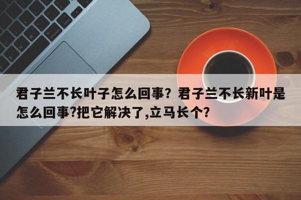 君子兰不长叶子怎么回事？君子兰不长新叶是怎么回事?把它解决了,立马长个？-第1张图片-我家生活百科