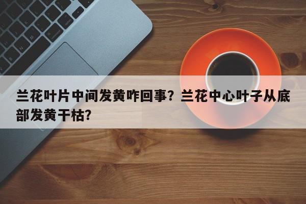 兰花叶片中间发黄咋回事？兰花中心叶子从底部发黄干枯？-第1张图片-我家生活百科