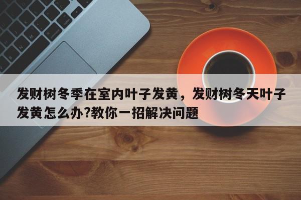 发财树冬季在室内叶子发黄，发财树冬天叶子发黄怎么办?教你一招解决问题-第1张图片-我家生活百科