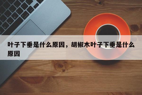 叶子下垂是什么原因，胡椒木叶子下垂是什么原因-第1张图片-我家生活百科