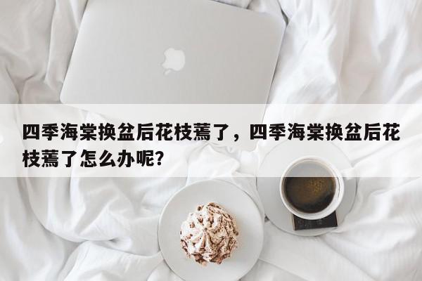 四季海棠换盆后花枝蔫了，四季海棠换盆后花枝蔫了怎么办呢？-第1张图片-我家生活百科