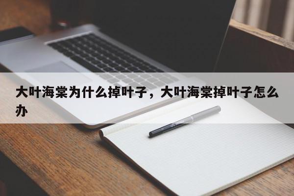 大叶海棠为什么掉叶子，大叶海棠掉叶子怎么办-第1张图片-我家生活百科