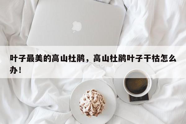 叶子最美的高山杜鹃，高山杜鹃叶子干枯怎么办！-第1张图片-我家生活百科