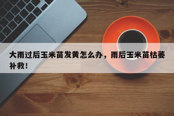 大雨过后玉米苗发黄怎么办，雨后玉米苗枯萎补救！-第1张图片-我家生活百科