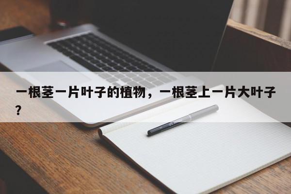 一根茎一片叶子的植物，一根茎上一片大叶子？-第1张图片-我家生活百科