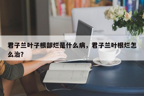 君子兰叶子根部烂是什么病，君子兰叶根烂怎么治？-第1张图片-我家生活百科