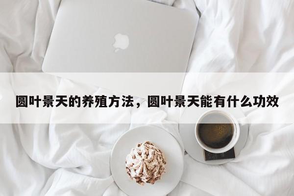 圆叶景天的养殖方法，圆叶景天能有什么功效-第1张图片-我家生活百科
