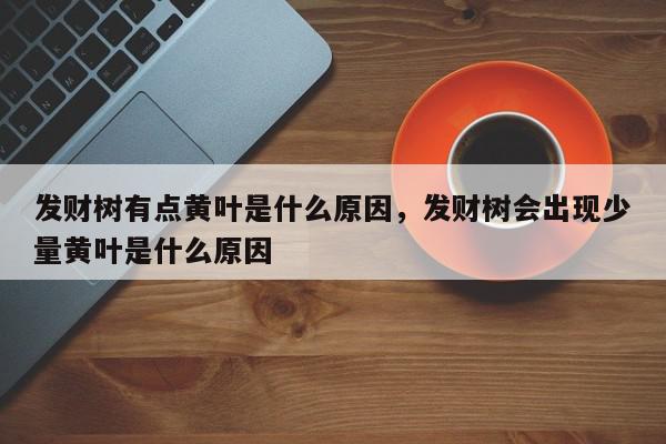 发财树有点黄叶是什么原因，发财树会出现少量黄叶是什么原因-第1张图片-我家生活百科