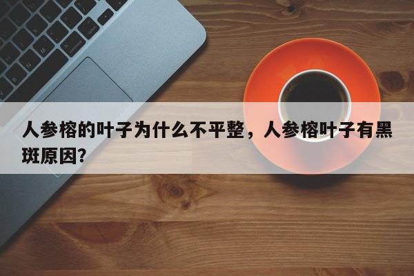 人参榕的叶子为什么不平整，人参榕叶子有黑斑原因？-第1张图片-我家生活百科