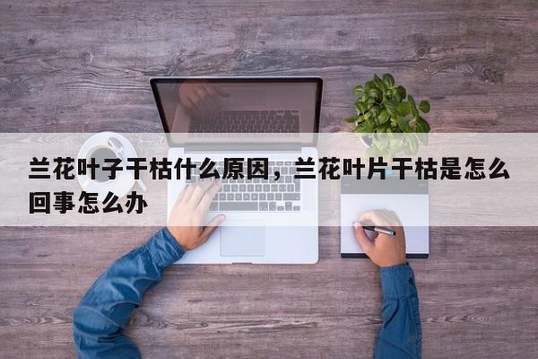 兰花叶子干枯什么原因，兰花叶片干枯是怎么回事怎么办-第1张图片-我家生活百科