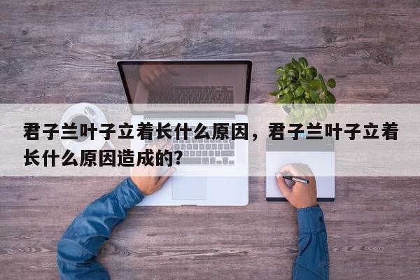君子兰叶子立着长什么原因，君子兰叶子立着长什么原因造成的？-第1张图片-我家生活百科
