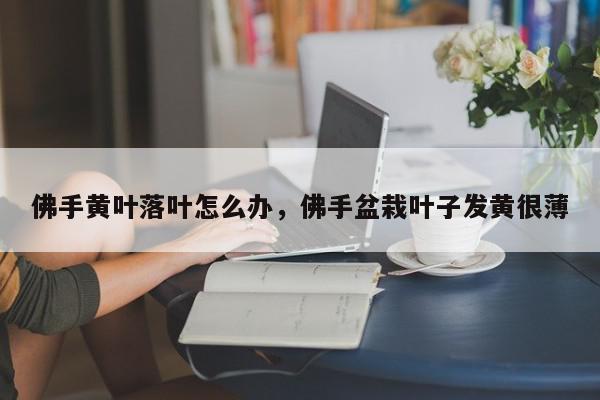 佛手黄叶落叶怎么办，佛手盆栽叶子发黄很薄-第1张图片-我家生活百科