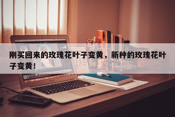 刚买回来的玫瑰花叶子变黄，新种的玫瑰花叶子变黄！-第1张图片-我家生活百科