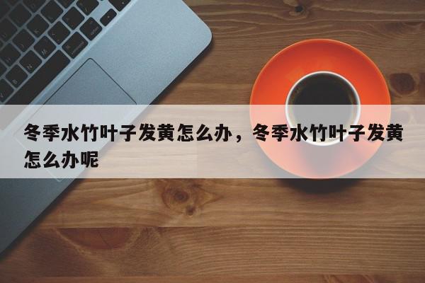 冬季水竹叶子发黄怎么办，冬季水竹叶子发黄怎么办呢-第1张图片-我家生活百科
