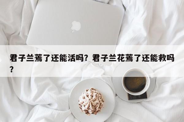 君子兰蔫了还能活吗？君子兰花蔫了还能救吗？-第1张图片-我家生活百科