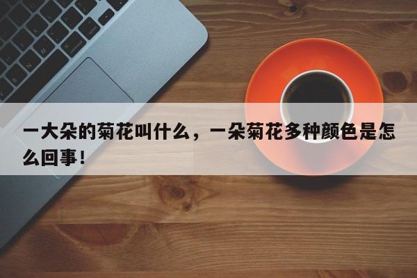 一大朵的菊花叫什么，一朵菊花多种颜色是怎么回事！-第1张图片-我家生活百科
