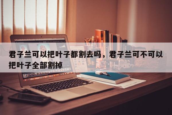 君子兰可以把叶子都割去吗，君子兰可不可以把叶子全部割掉-第1张图片-我家生活百科